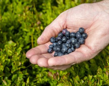 Národní park Šumava letos opět řeší případy s neoprávněným sběrem borůvek