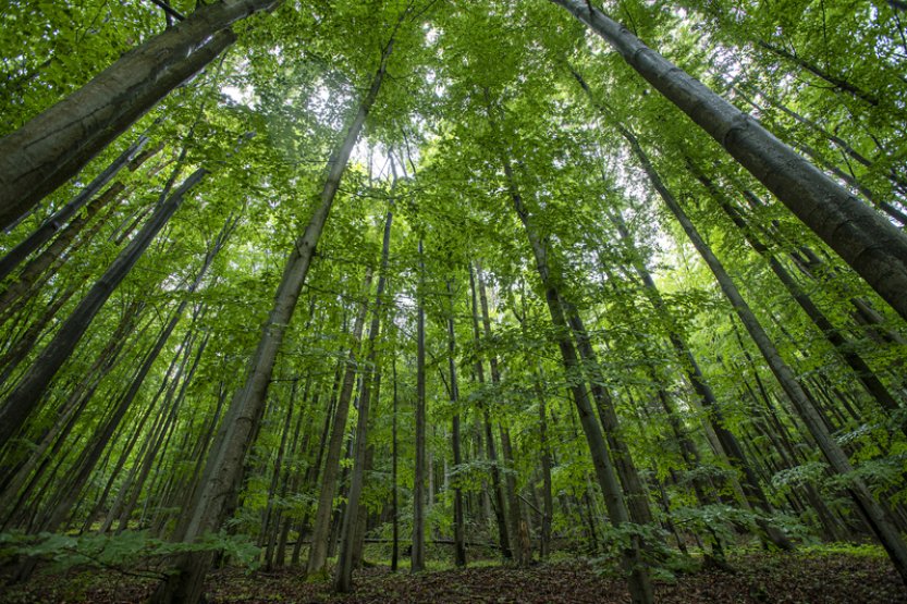Česko chce po EK odložit nařízení o odlesňování, které ovlivní tisíce firem v ČR