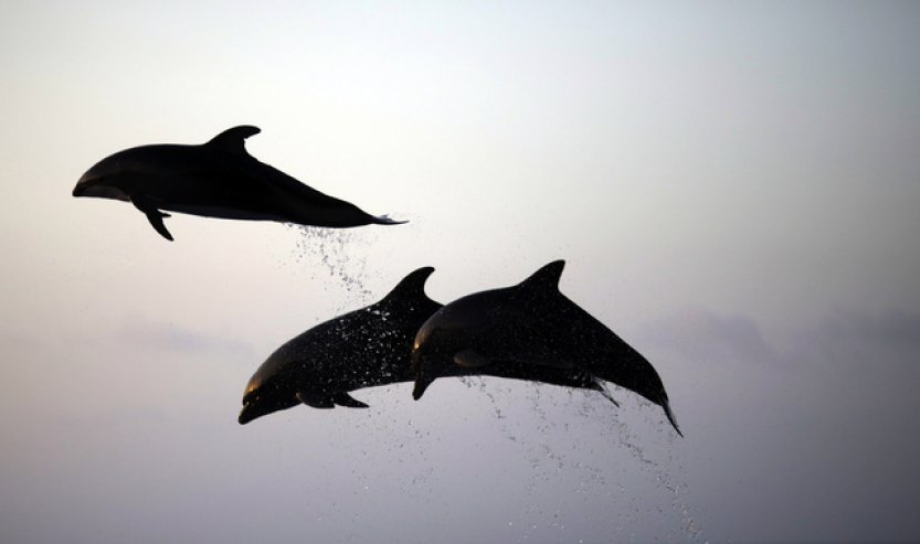 Ve středním Japonsku bylo letos při útocích delfínů zraněno 18 lidí