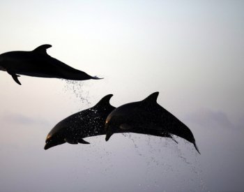 Ve středním Japonsku bylo letos při útocích delfínů zraněno 18 lidí