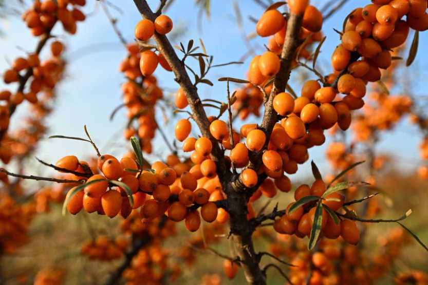 Letošní úroda rakytníku je nadprůměrná, lidé si ho mohou nasbírat při samosběru