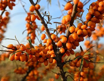 Letošní úroda rakytníku je nadprůměrná, lidé si ho mohou nasbírat při samosběru
