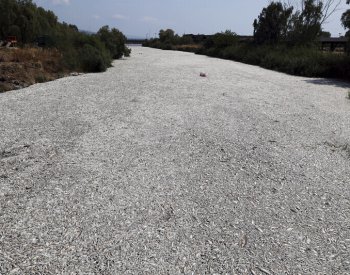 Stovky tisíc mrtvých ryb zaplavily přístav v Řecku