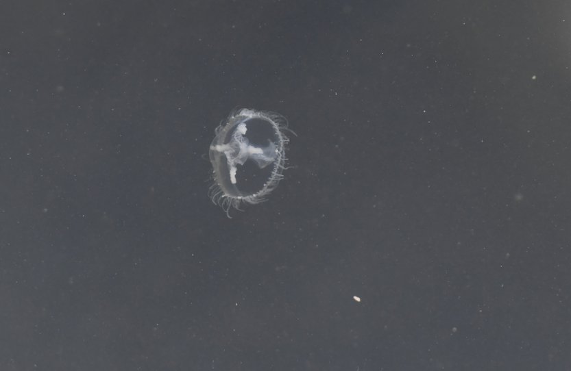 Lom ve Výklekách zaplavily sladkovodní medúzy, výskytu pomohlo i teplé počasí