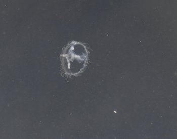 Lom ve Výklekách zaplavily sladkovodní medúzy, výskytu pomohlo i teplé počasí