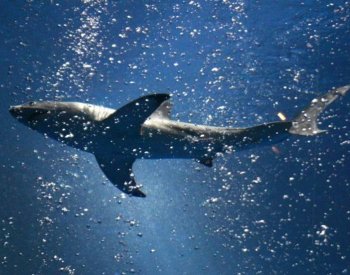 Chlapci při rybolovu na Jamajce ukousl hlavu žralok