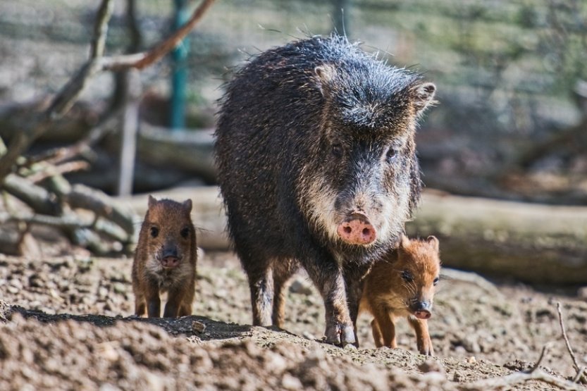 Zoo Brno se zapojila do projektu, jenž zkoumá využití trusu exotických zvířat
