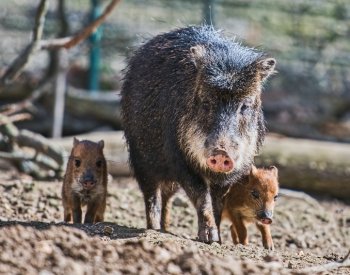 Zoo Brno se zapojila do projektu, jenž zkoumá využití trusu exotických zvířat