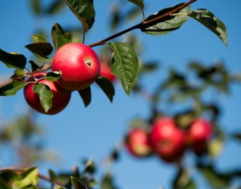Moštových jablek je málo, cena vzrostla téměř dvojnásobně