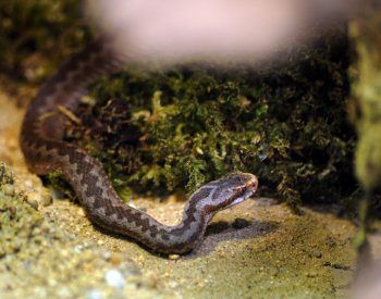 Lékaři krnovské nemocnice ošetřovali dívku, kterou uštkla zmije