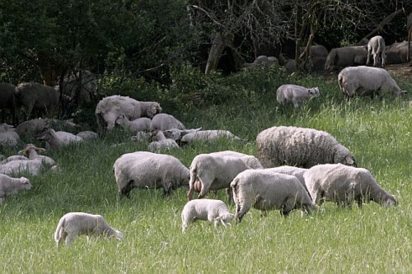 V Česku se po 15 letech objevila katarální horečka ovcí