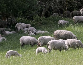V Česku se po 15 letech objevila katarální horečka ovcí