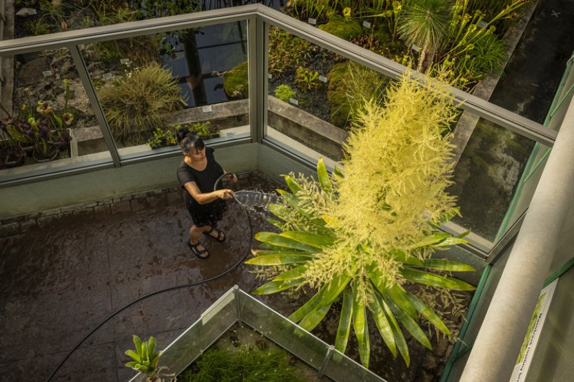 V botanické zahradě v Liberci vykvetla třímetrová Brocchinia Tatei, pak odumře