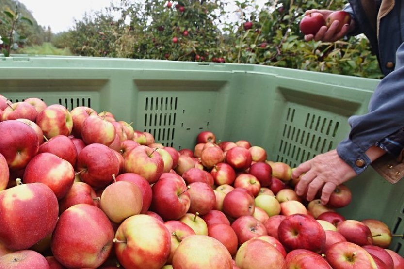 Sadaři z Plzeňska: Polským jablkům nejde cenově konkurovat