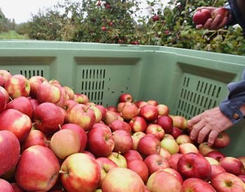 Sadaři z Plzeňska: Polským jablkům nejde cenově konkurovat