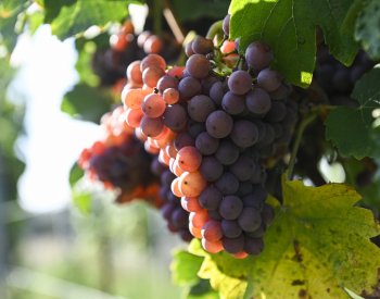 The Guardian: Střední Evropa včetně Česka může nabídnout zajímavá vína