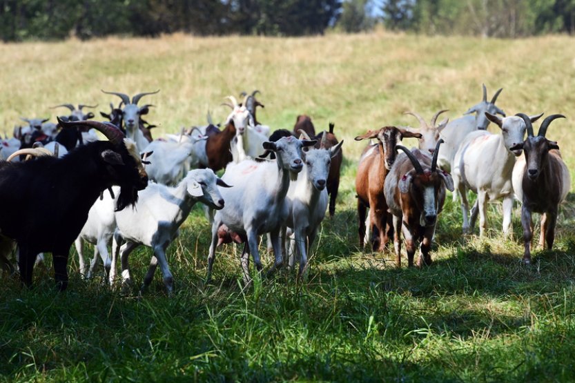 Na Sokolovsku je třetí případ katarální horečky ovcí, první je na Chomutovsku