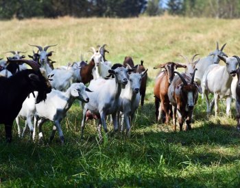 Na Sokolovsku je třetí případ katarální horečky ovcí, první je na Chomutovsku