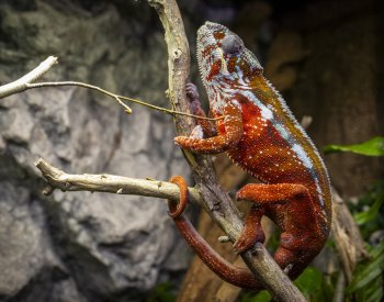Liberecká zoo vytvořila expozici tropických ještěrů, jsou v ní hlavně gekoni