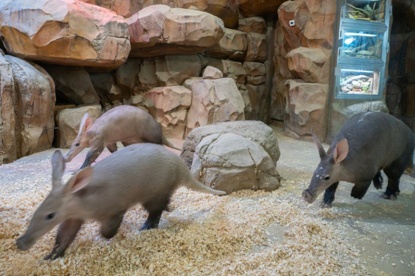 Mládě hrabáče v olomoucké zoo povyrostlo, otec se mohl vrátit k rodině