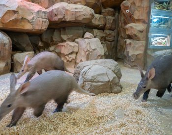 Mládě hrabáče v olomoucké zoo povyrostlo, otec se mohl vrátit k rodině