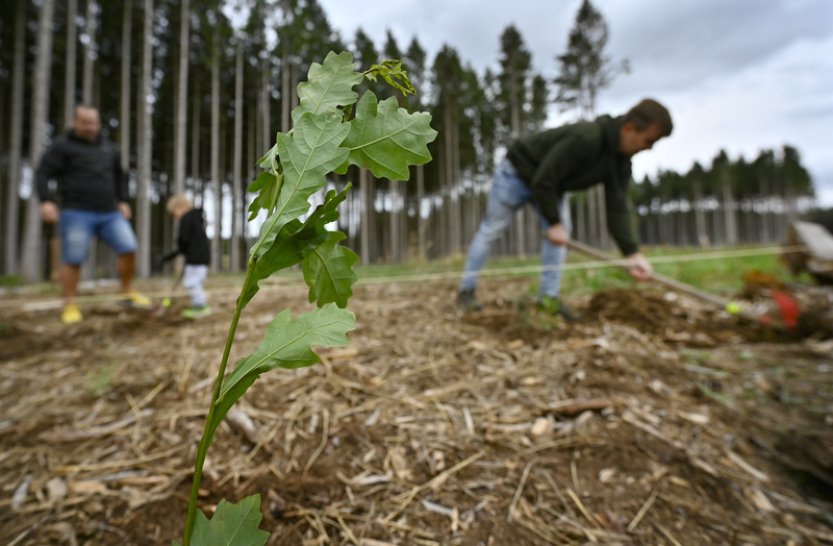 Výborný: Lesníci dostanou příští rok na hospodaření místo 500 milionů 2 mld. Kč