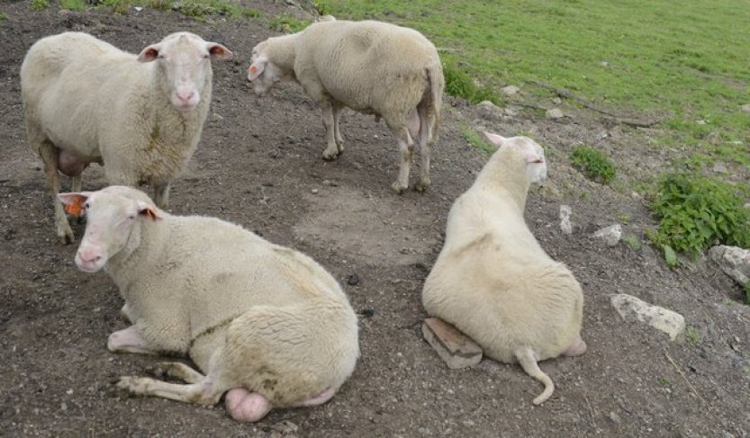 SVS: V Ústeckém a Plzeňském kraji jsou tři nová ohniska katarální horečky ovcí