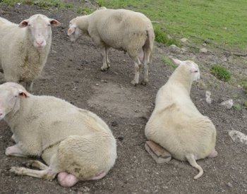 SVS: V Ústeckém a Plzeňském kraji jsou tři nová ohniska katarální horečky ovcí