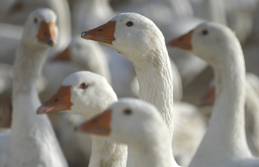 V chovu ve středních Čechách je ptačí chřipka, drůbež bude utracena
