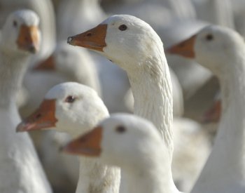 V chovu ve středních Čechách je ptačí chřipka, drůbež bude utracena