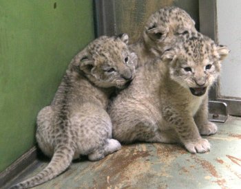 V Zoo Hodonín přišla na svět mláďata lva berberského, v přírodě vyhynulého