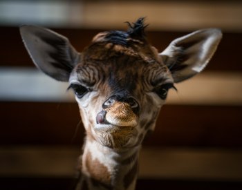 V Safari Parku Dvůr Králové se narodilo mládě ohrožené žirafy Rothschildovy