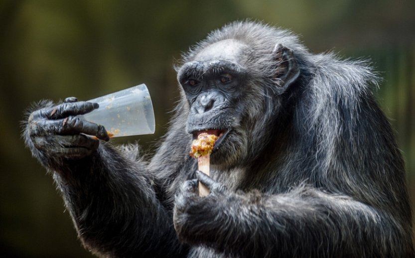 V zoo Dvůr uhynul šimpanz, příčinou asi hluk rachejtle