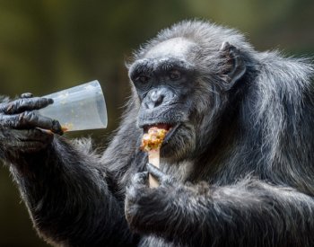 V zoo Dvůr uhynul šimpanz, příčinou asi hluk rachejtle