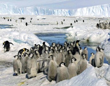 V Antarktidě uhynuly tisíce mladých tučňáků poté, co se pod nimi roztál led