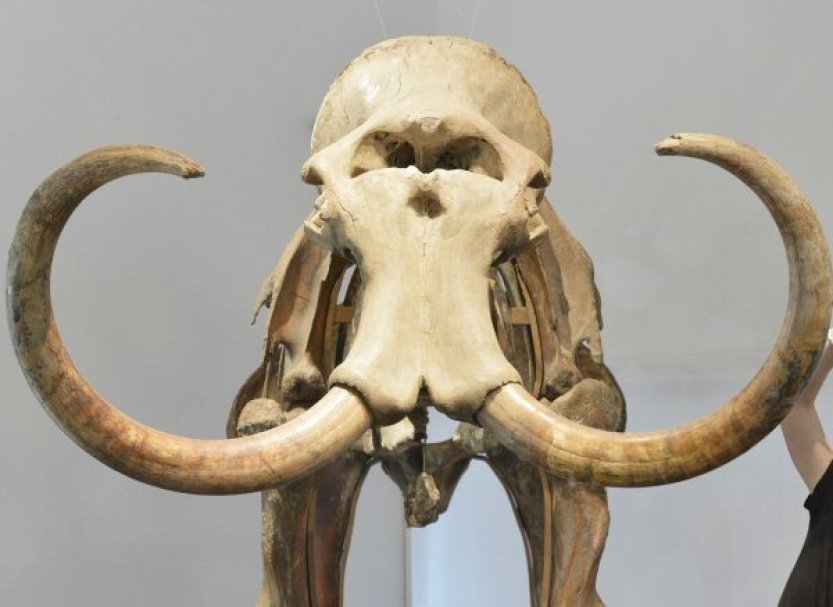 Archeologové v Ústí objevili tábořiště lovců mamutů pokryté tisíci kostmi