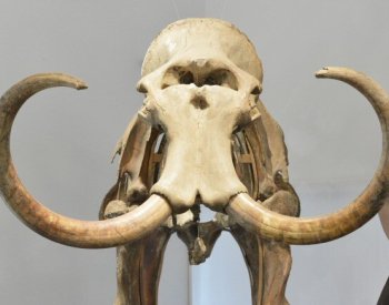 Archeologové v Ústí objevili tábořiště lovců mamutů pokryté tisíci kostmi