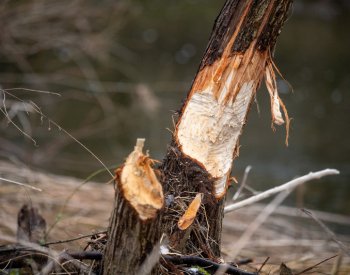 Na Šumavě žije 800 bobrů, jejich hráze v povodí Křemelné zadržují 12.000 m3 vody