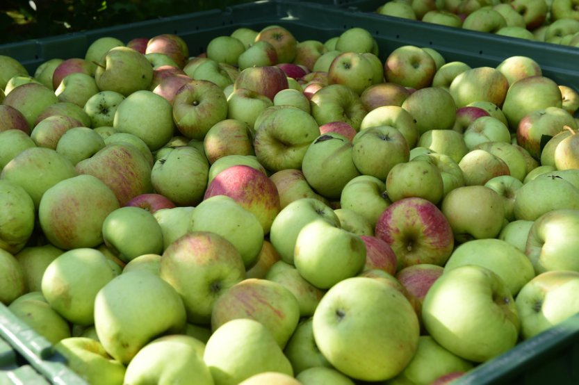 Ovocnáři: Řetězce vykoupí kilogram jablek za 14 Kč a prodají ho i za 60 Kč