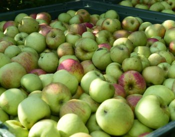 Ovocnáři: Řetězce vykoupí kilogram jablek za 14 Kč a prodají ho i za 60 Kč
