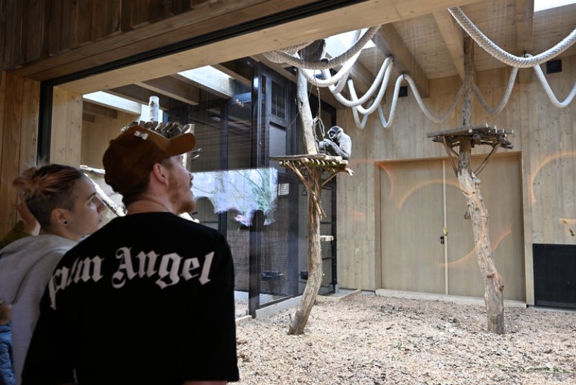 Zlínská zoo otevřela novou vnitřní ubikaci gibonů stříbrných, narodilo se mládě