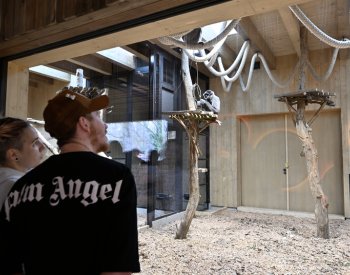 Zlínská zoo otevřela novou vnitřní ubikaci gibonů stříbrných, narodilo se mládě