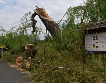 V Karlových Varech se rozpadla staletá Tuhnická vrba