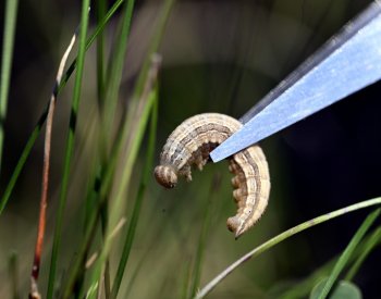 Ochránci přírody vracejí vzácné motýly do chráněné krajinné oblasti Český kras