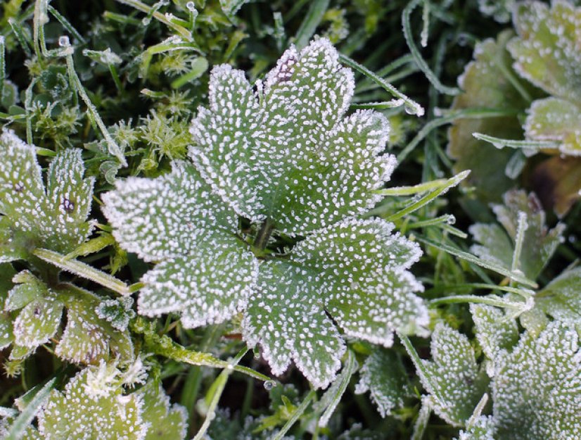 Na Šumavě opět mrzlo, u Kvildy bylo minus 8,8 stupně Celsia