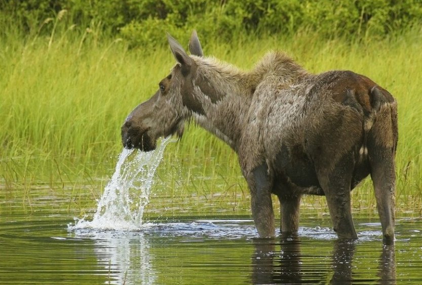 Okrajem Ostravy se potuloval los, strážníci ho natočili, jak se brodí řekou