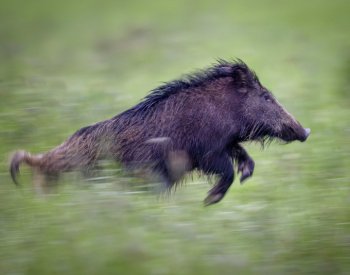 V ČR byl po deseti měsících potvrzený africký mor prasat u uhynulého divočáka