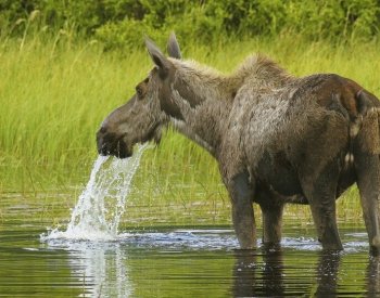 Policisté na Zlínsku doprovodili k lesu losa, který se pohyboval v křižovatce