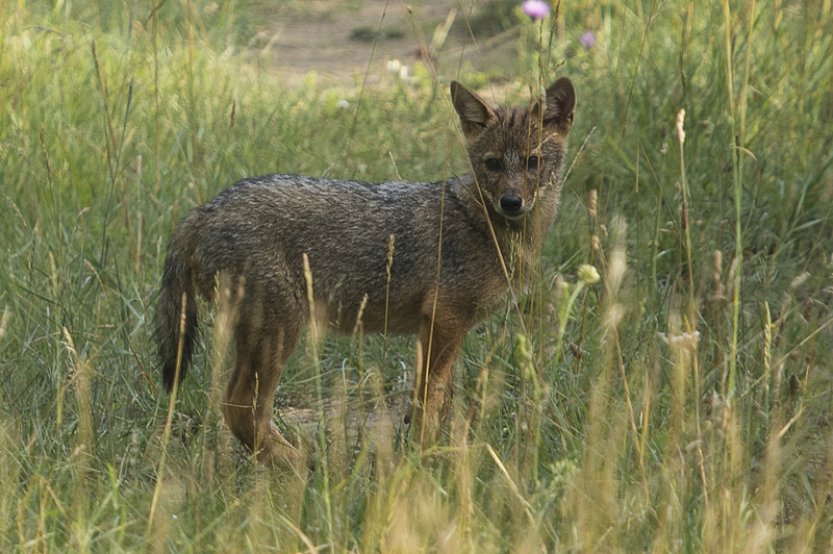 Ochránci přírody potvrdili výskyt šakalů na Pálavě