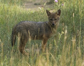 Ochránci přírody potvrdili výskyt šakalů na Pálavě
